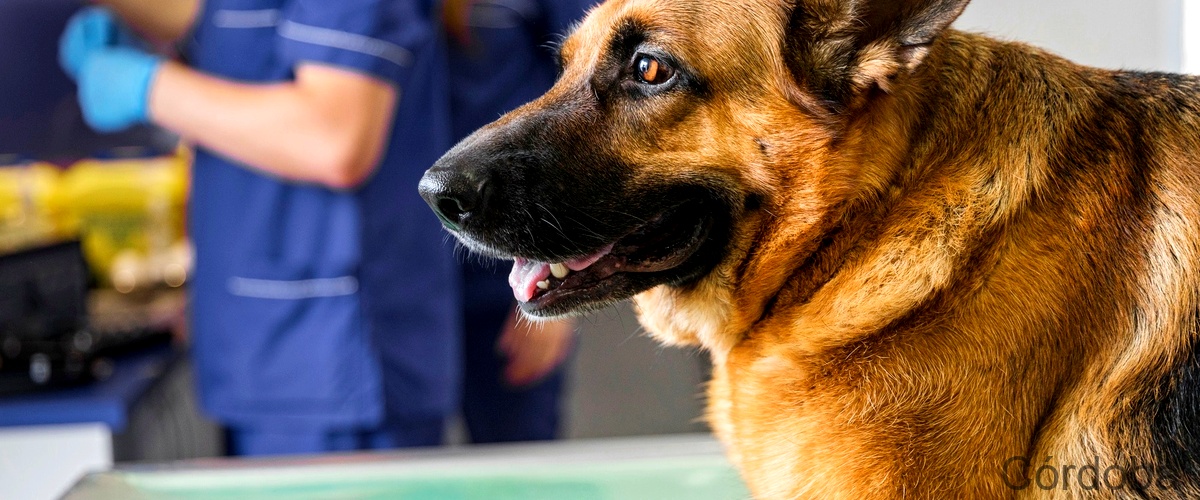 Los 20 mejores hospitales veterinarios de Córdoba