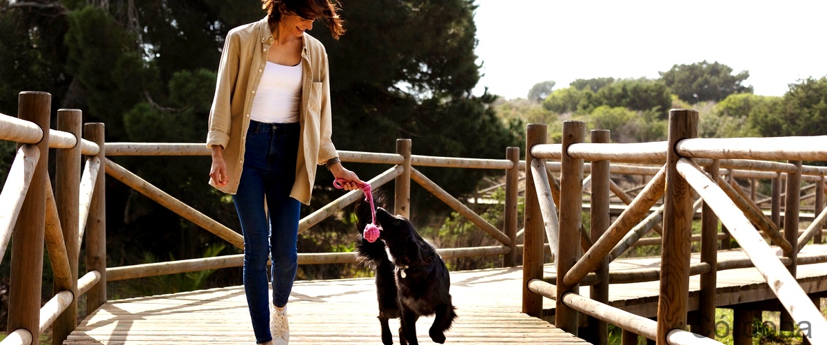 Los 8 mejores cursos de adiestramiento canino en Córdoba